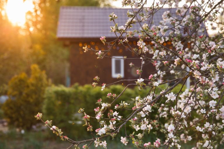 Kukkivan omenapuun oksia, taustalla näkyy pensasaita ja punainen talo. Taustalla paistaa ilta-aurinko.