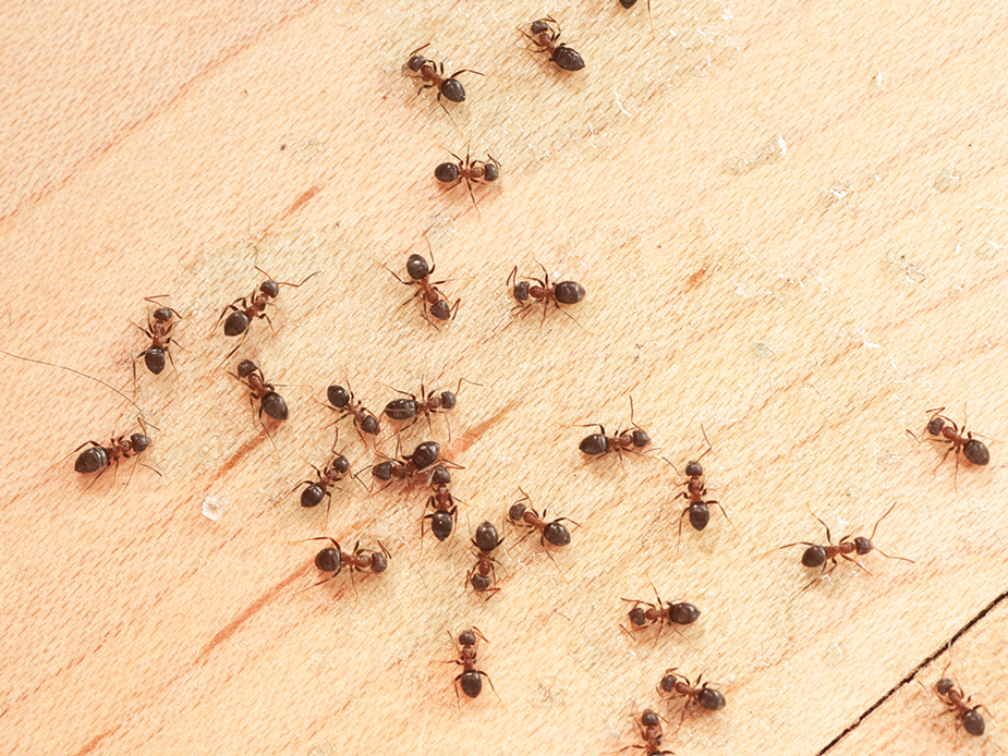 Muurahainen, ampiainen vai joku muu ylimääräinen asukas kodissasi? -  Omakotiliitto
