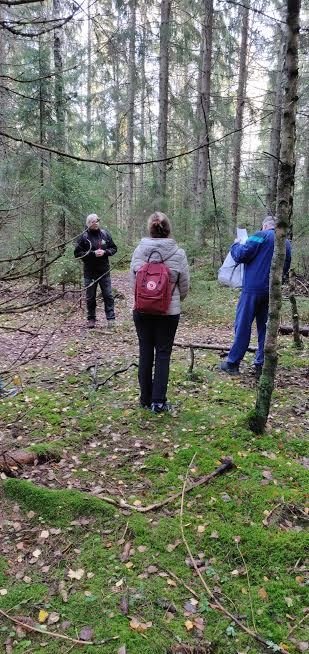 Tutkimusmetsä - Metsän tuntu